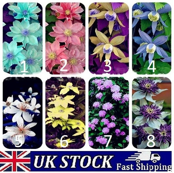 Clematis Flower Seeds, Climbing Hybrid Garden Plant, Mixed Colours -UK - Image 1 of 1