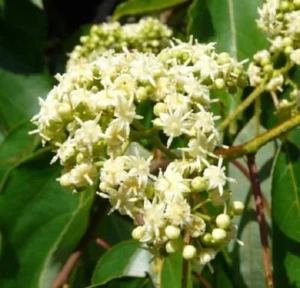 Rare Japanese Raisin Tree Hovenia Dulcis 20 seeds - Picture 1 of 3