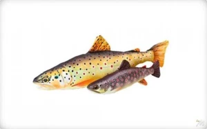 Coussin En Forme De Truite Fario Réaliste Idée Cadeau Pêche Pêcheur - Photo 1/1
