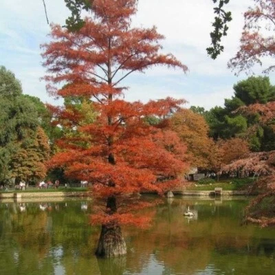 Southern Bald Swamp Cypress Tree Seeds Taxodium distichum Fast Fall Colors Hardy - Image 1 of 4