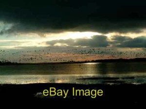 Foto 6x4 Gänse bei Sonnenuntergang West Thorney Brent Gänse fliegen über Thorney Ch c2006 - Bild 1 von 1