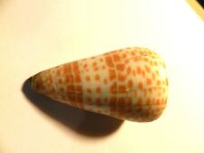 Conus Tessulatus Seashells Orange coquillage de collection 