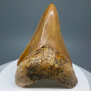 Uncommon location 2.32" Fossil Carcharocles Megalodon Tooth- Western Sahara - Picture 1 of 7