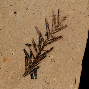 1" Detailed Fossil Plant Leafs Metasequoia Dawn Redwood Oligocene Age MT COA - Picture 1 of 7