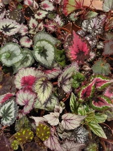 (6) MYSTERY Premium Rex Begonia 4" Bulk Pack - Picture 1 of 24
