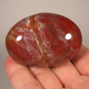 2.4" PETRIFIED WOOD Polished Palm Stone - Madagascar - Imagen 1 de 10