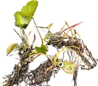 Nymphaea Odorata | White Water Lily | Bareroot | Live Plant | Native | Large Wat - Image 1 of 4