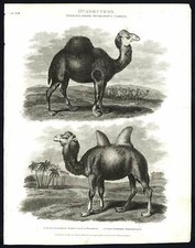 Antique print-NATURAL HISTORY-DROMEDARY-CAMEL-PECORA-ARABIAN-Rees-1820