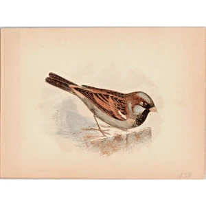 SPARROW ~ Antica Cromolitografia originale 1853 stampa uccellino ~ Londra - Foto 1 di 1