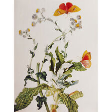 Merian Strohblume Castilde 1705 Flowers Painting Huge Wall Art Poster Print