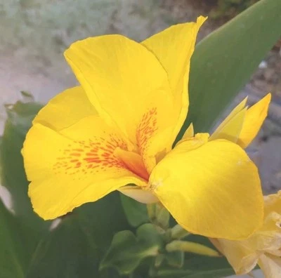 Lot of 5 Richard Wallace Canna Rooted Rhizomes Bulbs FRESHLY DUG Tall Yard Plant - Image 1 of 4