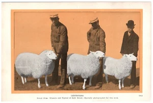 Stampa targa libro in graffiatrice premio Leicesters pagina B1 - Foto 1 di 2