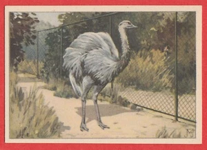 Tarjeta comercial holandesa 1940 de Verkade #139 ñandú o avestruz sudamericano - Imagen 1 de 2