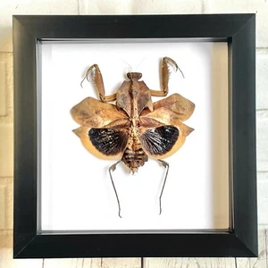Riesige tote Blattmantis (Deroplatys desiccata) Schattenrahmen Display Käfer Insekt - Bild 1 von 2