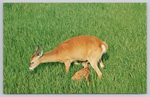 Postcard White Tail Deer Mom Fawn in Field - Picture 1 of 2