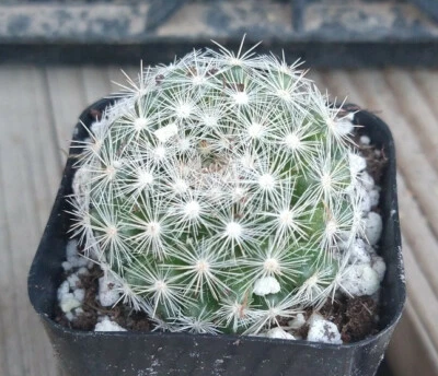 Mammillaria Candida Golf Ball Pincushion Cactus Pink Flowers 41 - Image 1 of 2