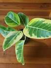 Ficus Altissima Variegated Golden "Yellow Gem" Rubber Tree - Rooted Plant