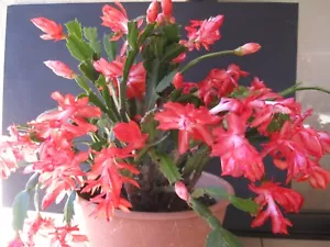 Zygocactus " Tangerine twilight " - Picture 1 of 5