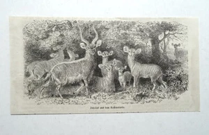 Impalas aus dem Kaffernlande. Antilopen, Afrika, Holzstich von 1879 - Bild 1 von 1