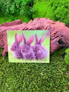 Hase Hasenfamilie niedlich 9x7cm 3D Kühlschrankmagnet Magnet Karte Bild - Picture 1 of 2
