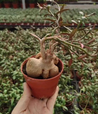 2PCS Monadenium montanum-Euphorbia pekinensis-Succulent cactus Roottuber Plants - Image 1 of 4