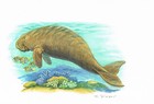 Dugong Seekühe - Kunstdruck-Bild - 25,5 x 17,5 cm