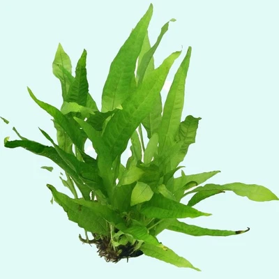 BUY 2 GET 1 FREE Java Fern Bare Root Medium Aquarium Plants