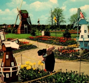 Windmills Group at Veldheer's Tulip Gardens Holland Michigan Vintage Postcard 2 - Picture 1 of 4