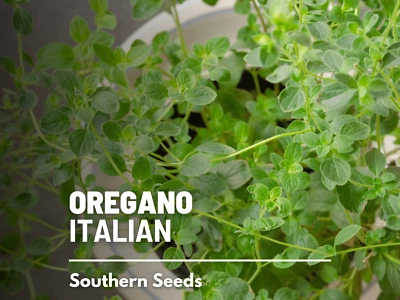 Orégano, italiano - 200 semillas - hierba medicinal y culinaria - reliquia Foto 1 de 4