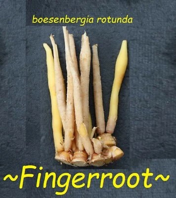~FINGERROOT~ Live PLANT Boesenbergia rotunda Chinese Keys Ginger Herb Culinary - Image 1 of 4