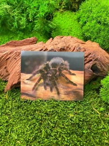 Vogelspinne Spinne Webspinne 9x7cm 3D Kühlschrankmagnet Magnet Karte Bild - Picture 1 of 2