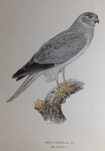 Albanella Reale Rapaci Circus Cyaneus Cromolitografia 1927 Uccelli Svenska - Imagen 1 de 3