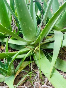 LARGE 14 to 18 inch ALOE VERA PLANT ORGANIC MEDICINAL CACTUS SUCCULENT - Picture 1 of 3