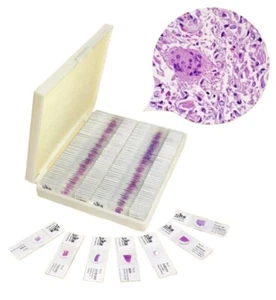 100PCS Mammal Pathological Section Typical Prepared Specimen Slides - Picture 1 of 12