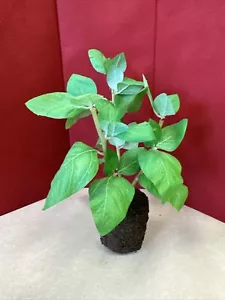 Hierba de cocina jardín imitación de 9"" planta de albahaca artificial decoración del hogar restaurante - Imagen 1 de 4