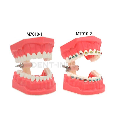 US Dental Teeth Typodonts Model Brushing Flossing Practice Mode Anatomic Teach - Image 1 of 4