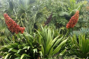 GIANT SPEAR LILY SEEDS DORYANTHES PALMERI FLOWERING SUCCULENT BULK WHOLESALE - Picture 1 of 5