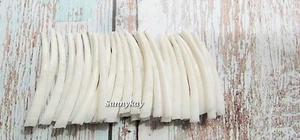 40 pieces of 1.75 inch Smooth Dentalium Shells - Picture 1 of 4