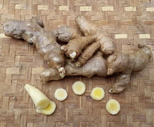 700 Gram Rhizome Indonesia White Turmeric (Curcuma Mangga) Fresh for Growing - Picture 1 of 7