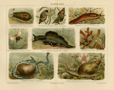 Antique Print-An overview of snail species-Schnecken-Meyers-1895