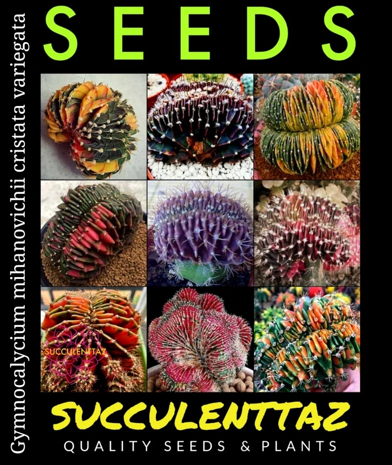 Gymnocalycium mihanovichii variegata cristatus 6 x Seeds Cactus CREST succulent  - Image 1 of 4