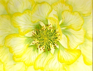 PAINTING WATERCOLOR 11X14 MAT 16X20 FLOWER PEONY YELLOW GREEN ORIGINAL ART - Picture 1 of 2