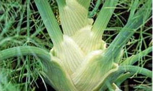 FENNEL SEED, FLORENCE FENNEL, HEIRLOOM, NON GMO,  500 SEEDS, FENEL - Picture 1 of 1