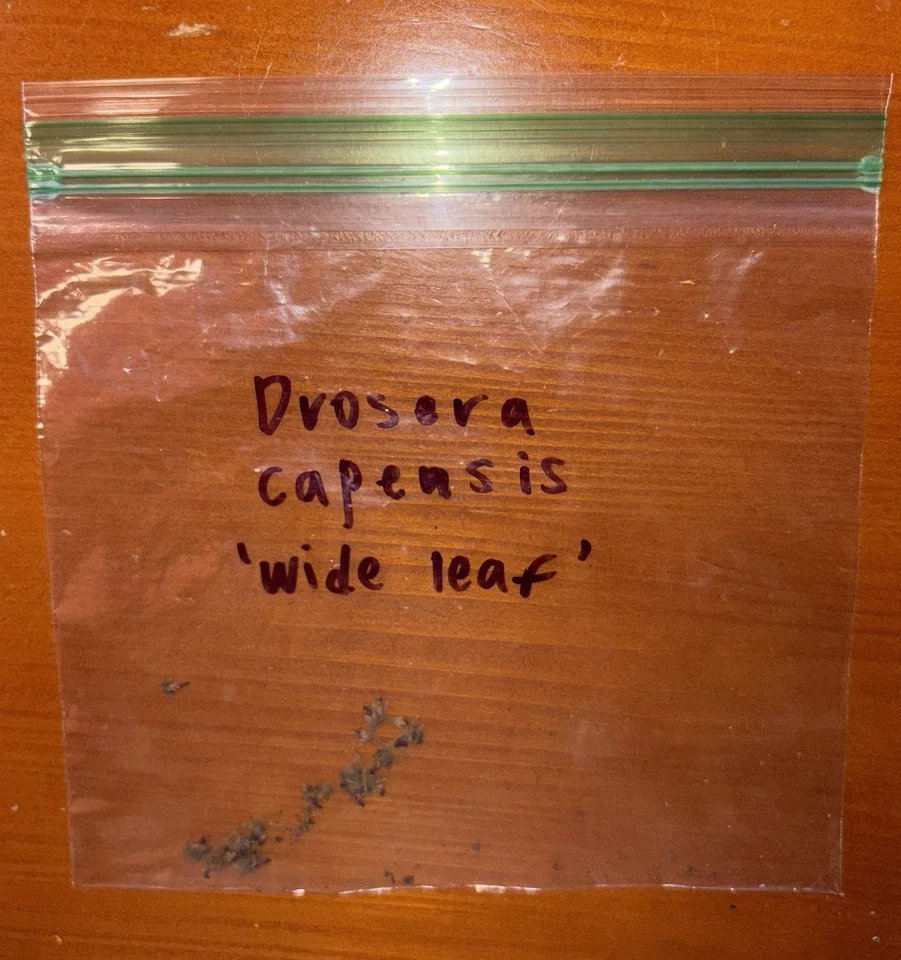 20+ Seeds, Drosera Capensis "Wide Leaf" - Image 1 of 1