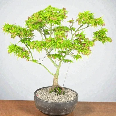 Green Japanese Maple Bonsai Tree Live Outdoor Acer Palmatum Mikawa Yatsubusa 20" - Image 1 of 2