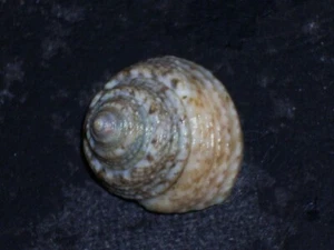 STEROMPHALA ALBIDA WOOOOOOW - Imagen 1 de 2