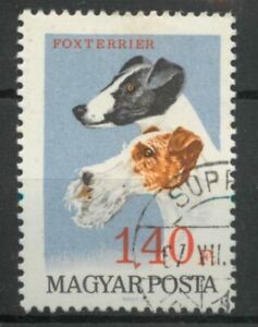 Fox Terrier dog Hungary 1967  stamp A187