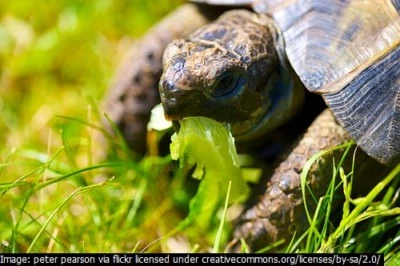 MOOSE SEEDS Tortoise food mix - grow your own ! 2 gram of seeds