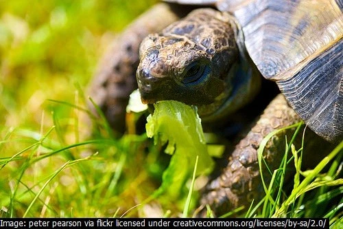 MOOSE SEEDS 2 packs - Tortoise food mix - grow your own! tortoise mix seeds - Easy & quick