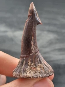 5,6 cm dunkelbrauner Zahn des Onchopristis numidus - Zahn Hai Fossil - Bild 1 von 3
